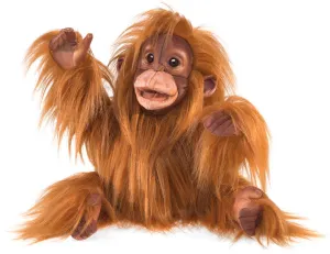 Baby Orangutan